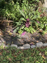 Tradescantia spathacea