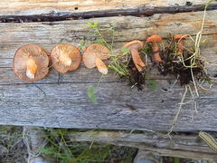 Lactarius luculentus laetus