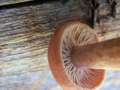 Lactarius luculentus laetus
