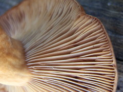 Lactarius luculentus laetus