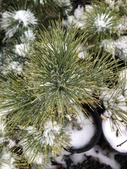 Pinus monticola
