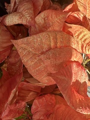 Aphis spiraecola