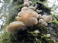 Scytinotus longinquus