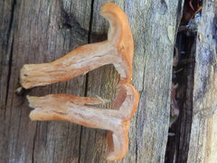 Lactarius luculentus laetus