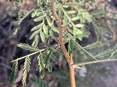 Mimosa aculeaticarpa biuncifera
