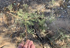 Mimosa aculeaticarpa biuncifera