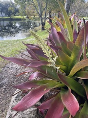 Bromelioideae