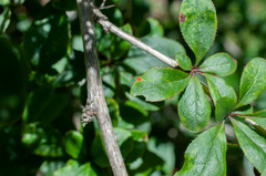 Puccinia graminis