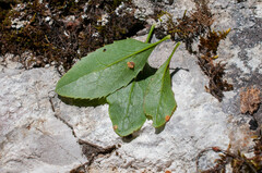 Puccinia graminis