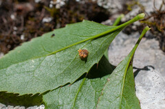 Puccinia graminis