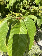 Eriobotrya japonica