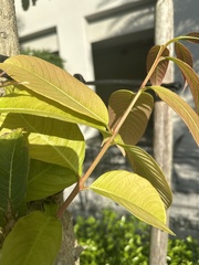 Psidium guajava