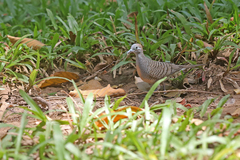 Geopelia striata