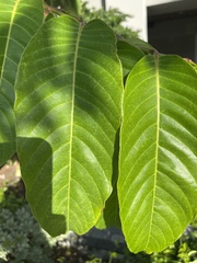 Eriobotrya japonica
