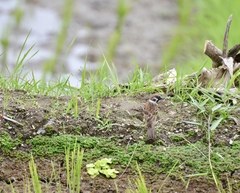 Passer montanus