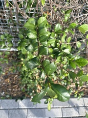 Myrcianthes fragrans