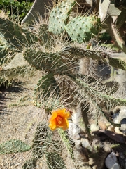 Consolea moniliformis