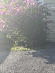 Lantana montevidensis