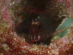 Ophioblennius macclurei