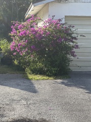 Lantana montevidensis