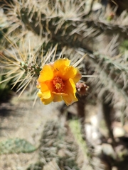 Consolea moniliformis