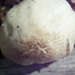 Pluteus arizonicus - Photo (c) pinonbistro, some rights reserved (CC BY-SA), uploaded by pinonbistro