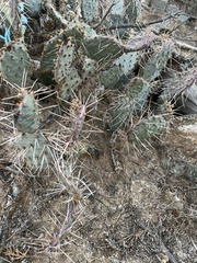 Opuntia tortispina