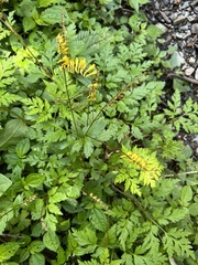 Corydalis chaerophylla