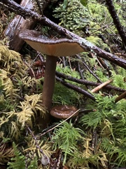 Lactarius fallax