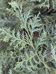 Thuja occidentalis