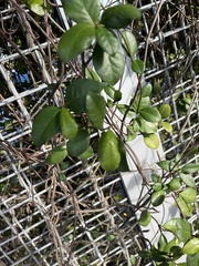 Myrcianthes fragrans