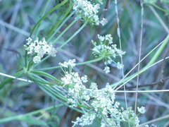 Peucedanum cervaria