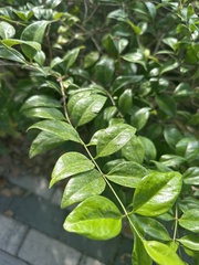 Forestiera segregata