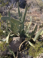 Opuntia lindheimeri