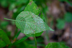 Puccinia circaeae