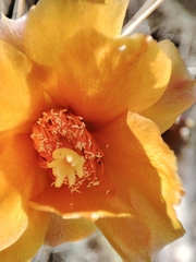 Consolea moniliformis