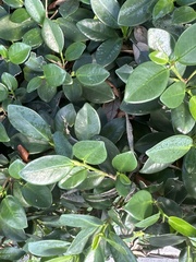 Ficus microcarpa