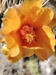 Consolea moniliformis