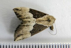 Hypena bijugalis