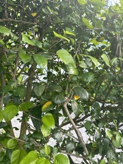 Cordia sebestena