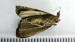 Hypena bijugalis