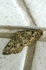 Cleorodes lichenaria