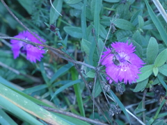 Dianthus seguieri