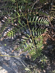 Pteridium caudatum