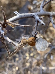 Celtis reticulata