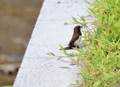 Lonchura leucogastroides