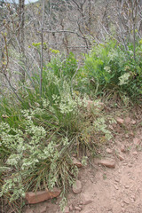 Poa fendleriana