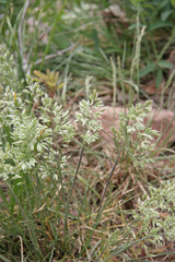 Poa fendleriana