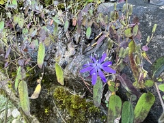 Melanoseris macrorhiza