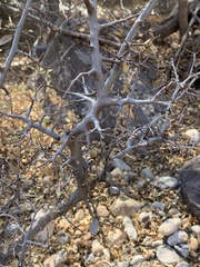 Celtis reticulata